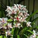 Orchid House - T1 *