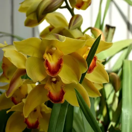 Orchid House - T1 Апартаменты *