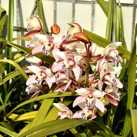 Orchid House - T1 Appartement *