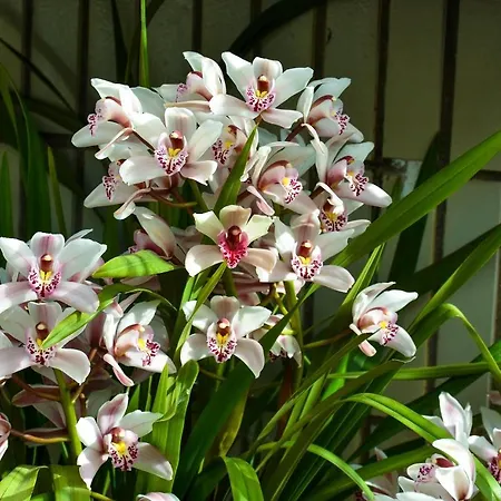 Orchid House - T1 *
