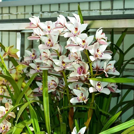 Apartment Orchid House - T1 *