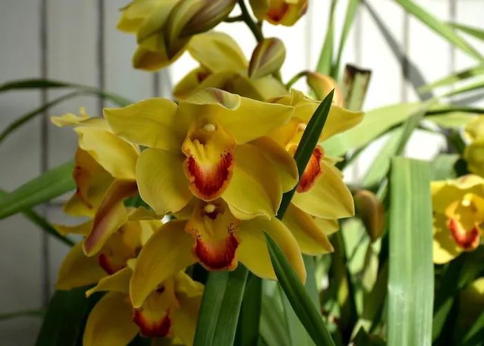 Orchid House - T1 公寓 *