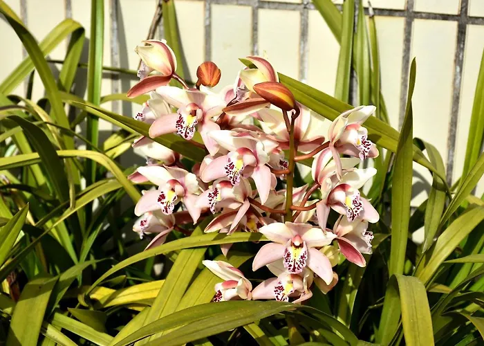 Orchid House - T1 公寓 *