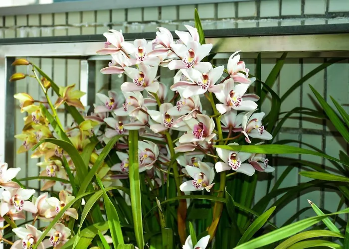 公寓 Orchid House - T1 *